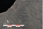 Foto (Detailansicht) von Ginkgo sp.  (NHMW-GEO-2024-0188-10587)